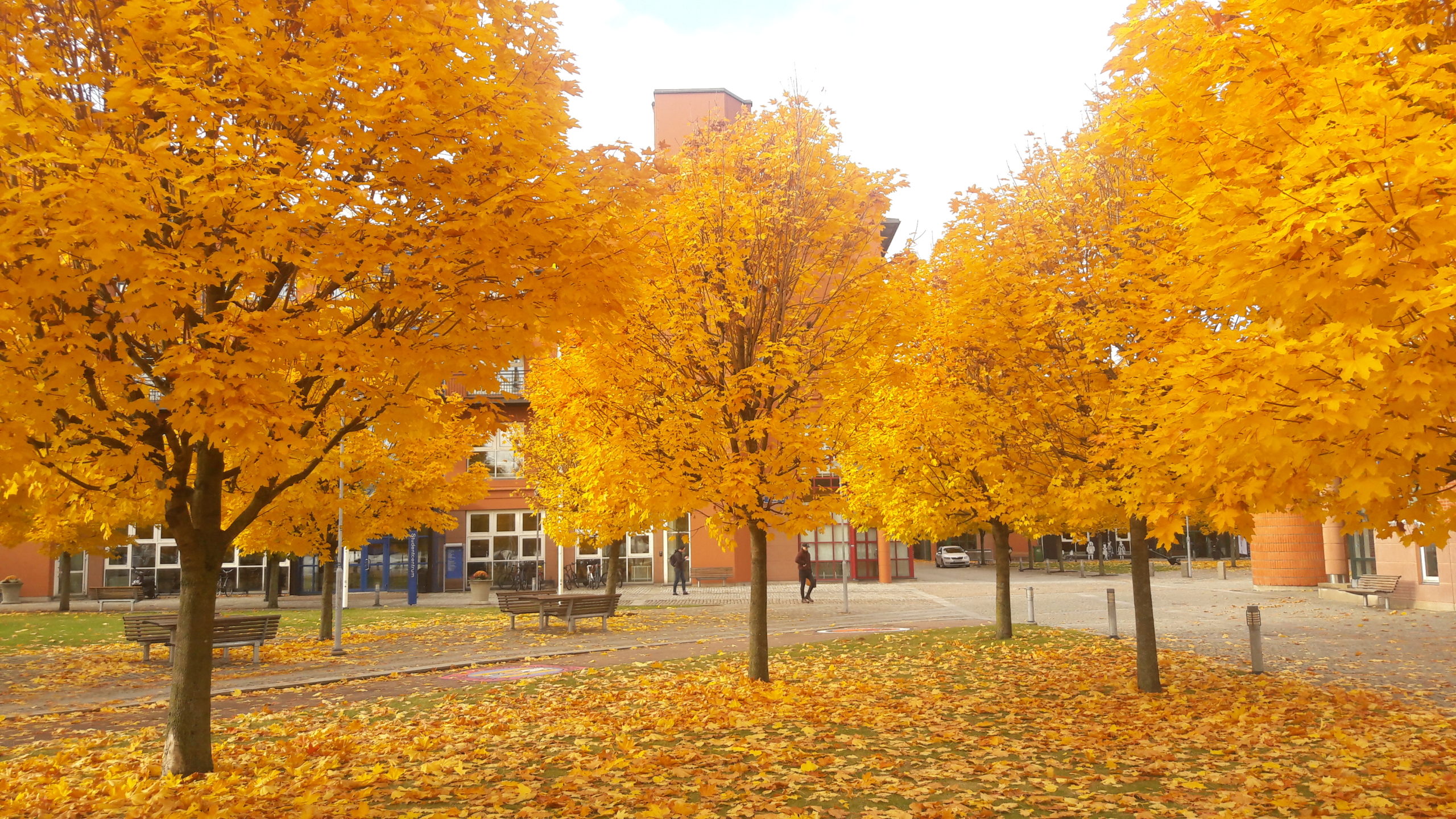 50 shades of Swedish Autumn - Study in Sweden