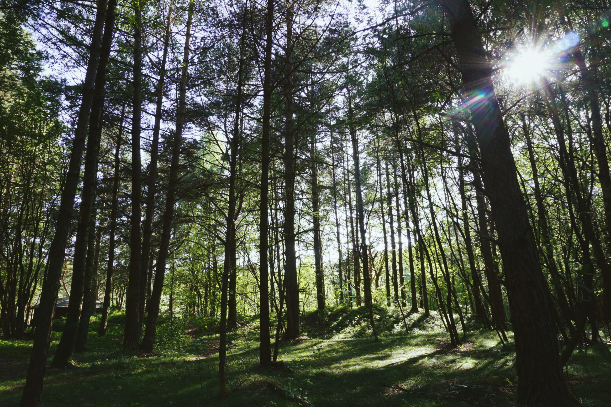 Sustainability in Sweden - Study in Sweden